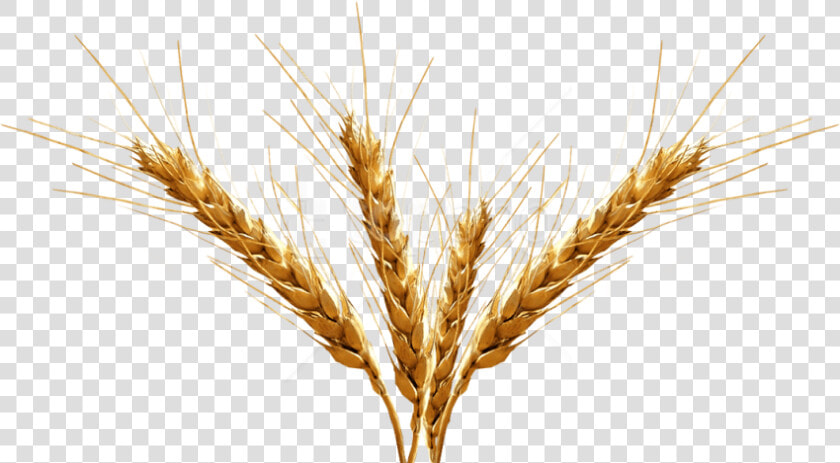 Barley Spike Transparent Background  HD Png DownloadTransparent PNG
