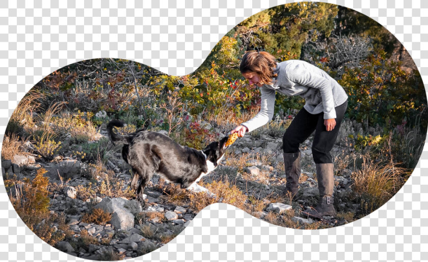 Australian Cattle Dog  HD Png DownloadTransparent PNG