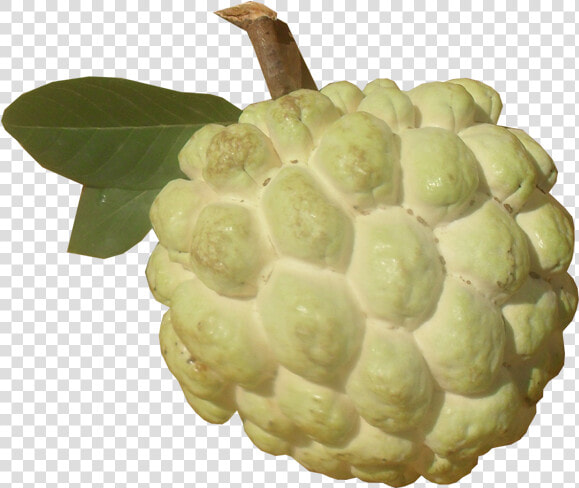 Sugar Apple Png Picture   Nmk 1 Custard Apple  Transparent PngTransparent PNG