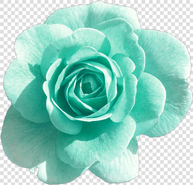  turquoise  rose  blue  green  blush  flower  flowers   Flower With Transparent Background  HD Png DownloadTransparent PNG