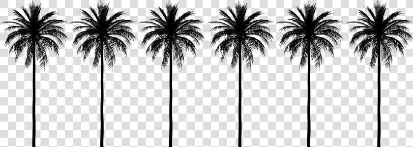 Attalea Speciosa  HD Png DownloadTransparent PNG