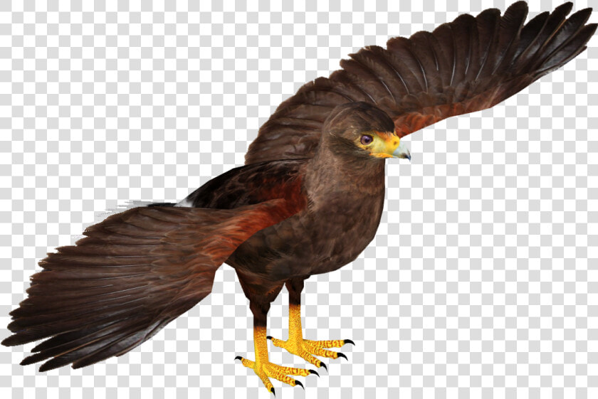 Zt2 Hawk   Png Download  Transparent PngTransparent PNG