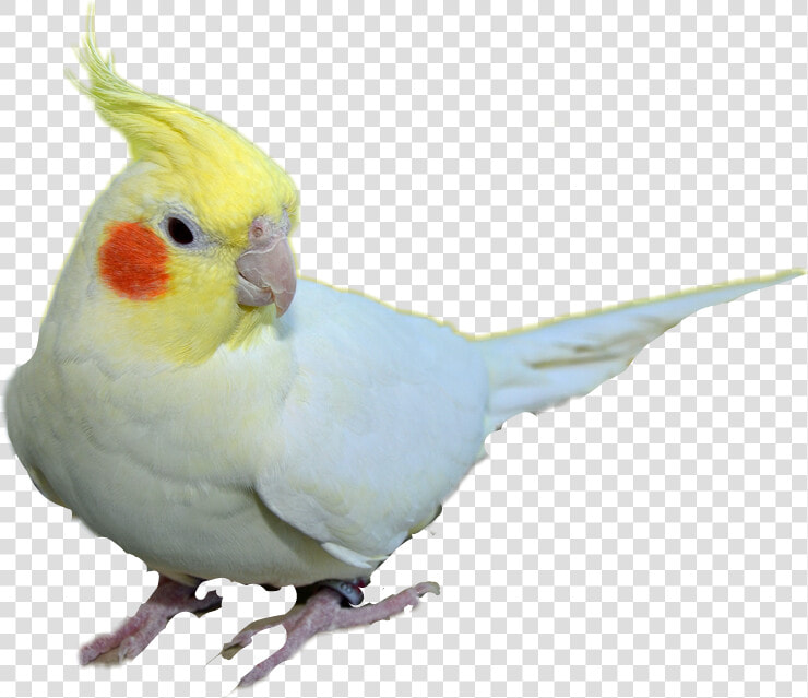  cockatiel   Cockatiel Transparent Background  HD Png DownloadTransparent PNG
