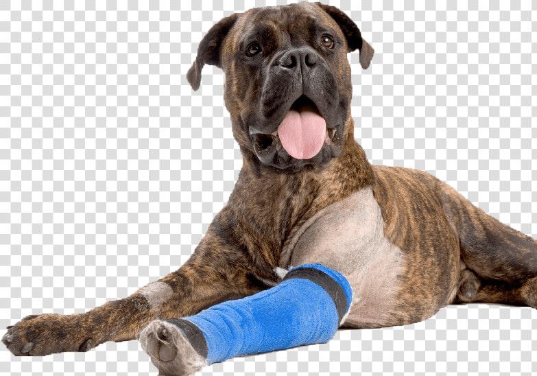 Dog Boxer Asc Bandage Arm852   Injured Dog Png  Transparent PngTransparent PNG