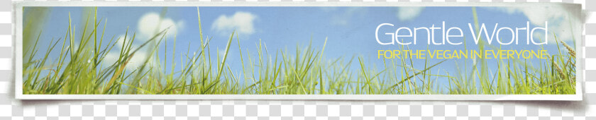 Gentle World Header Image   Grass  HD Png DownloadTransparent PNG