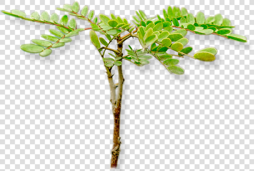 Acacia Greggii  HD Png DownloadTransparent PNG