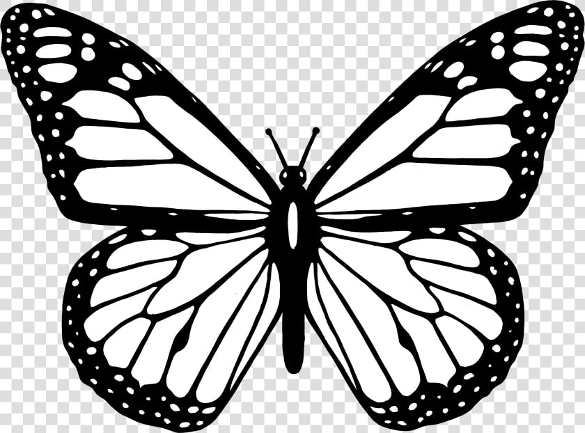 Butterfly Black And White Clipart Butterfly Png   Monarch Butterfly Coloring Pages  Transparent PngTransparent PNG