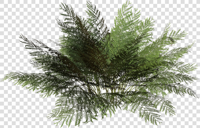 Transparent Mexican Flowers Png   Bushes Png  Png DownloadTransparent PNG