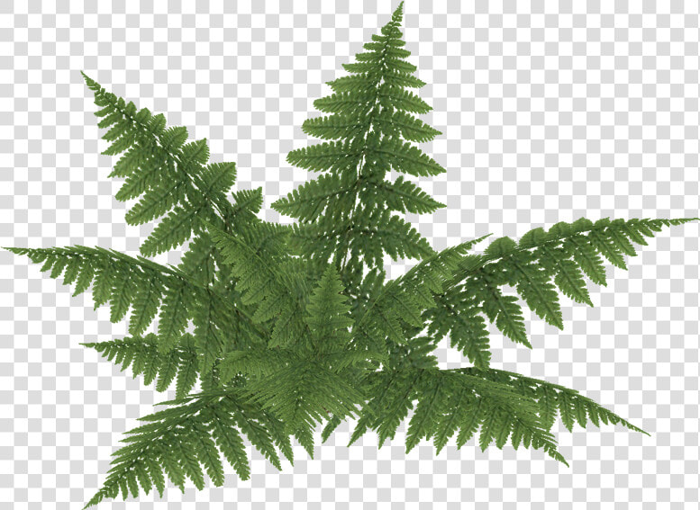 E 2   Bracken Fern Png  Transparent PngTransparent PNG