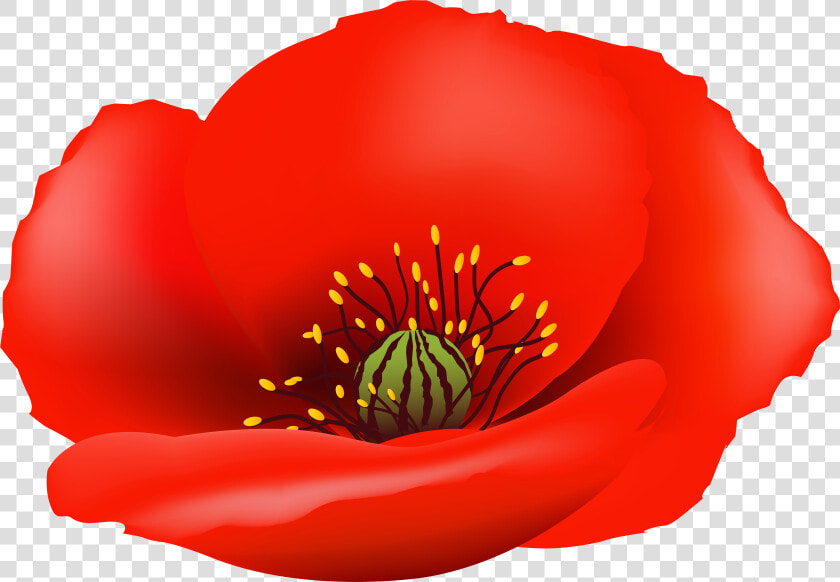 Poppy Flower Png Clip   Transparent Background Poppy Flower Png  Png DownloadTransparent PNG