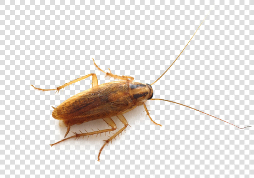Roach Png Image   German Cockroach Cockroach Uk  Transparent PngTransparent PNG