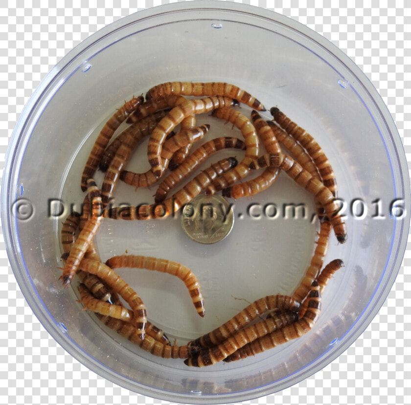 Crayfish  HD Png DownloadTransparent PNG