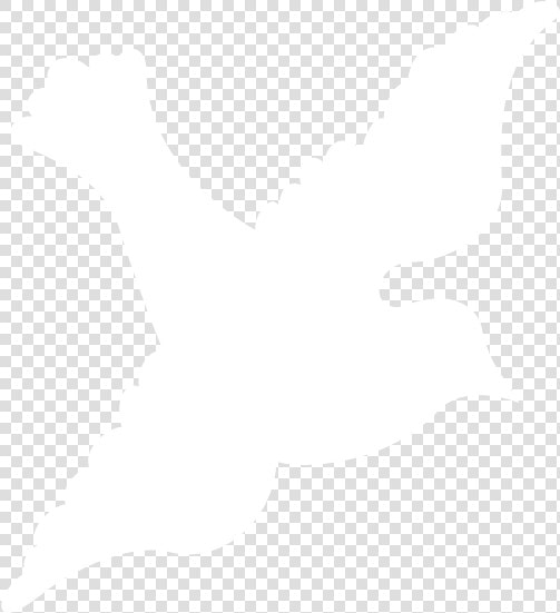 Dove   Pigeons And Doves  HD Png DownloadTransparent PNG