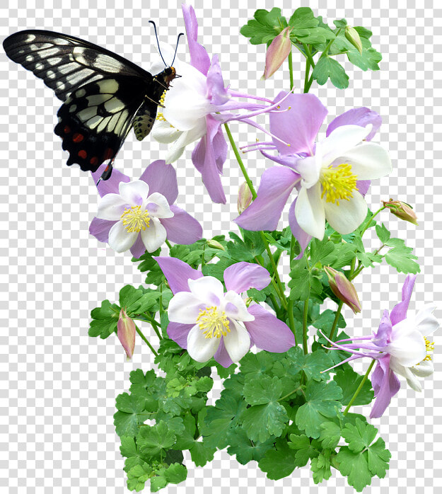 Free Photo Butterfly Flowers Summer Max Pixel   Butterfly And Plant Png  Transparent PngTransparent PNG