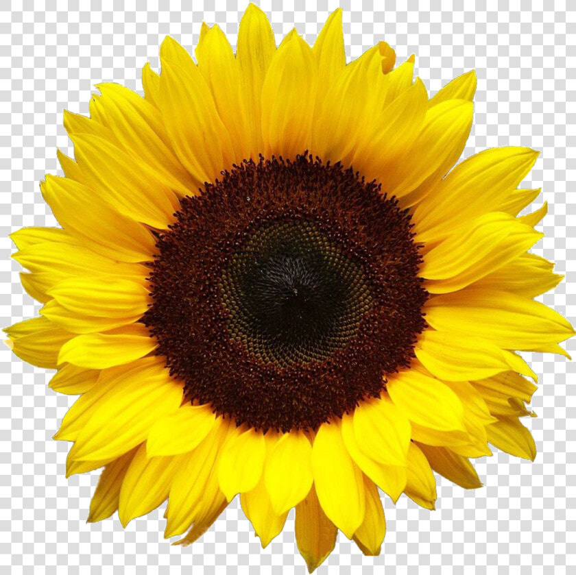 Aesthetic Sunflower Png Photo   Transparent Background Transparent Sunflower  Png DownloadTransparent PNG