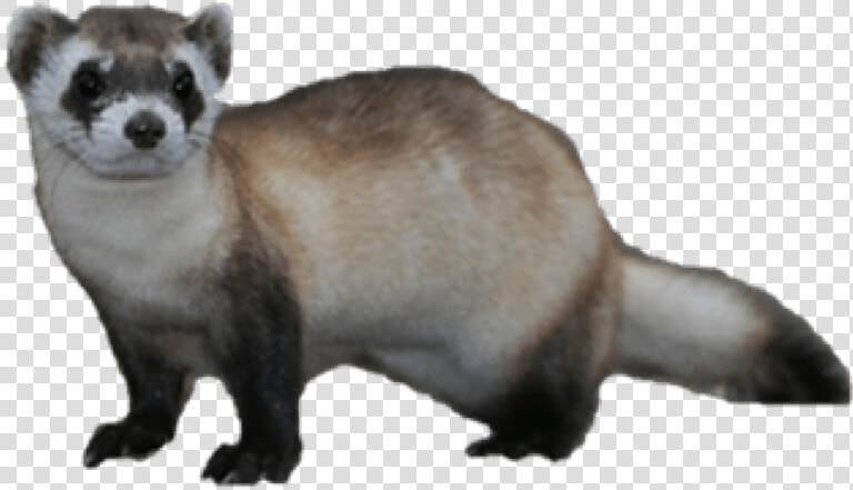 Ferret Png Transparent   Black Footed Ferret Png  Png DownloadTransparent PNG