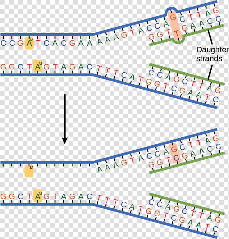 The Top Illustration Shows A Replicated Dna Strand   Dna Replication Mistakes  HD Png DownloadTransparent PNG