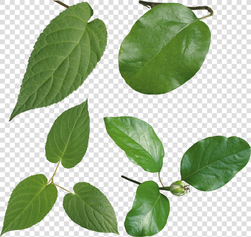 Hojas Verdes   Sweet Birch  HD Png DownloadTransparent PNG