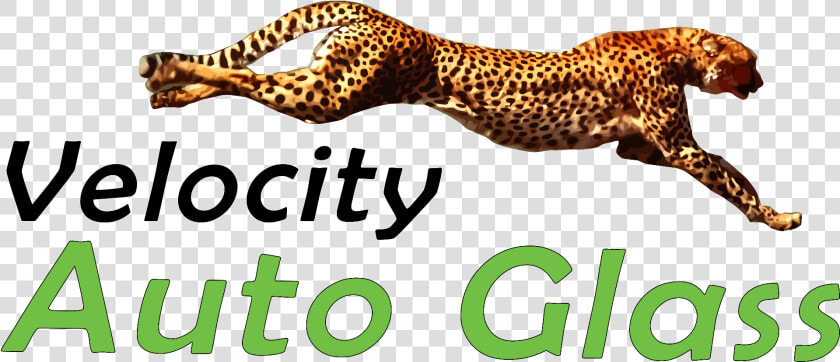 Velocity Auto Glass   Cheetah Running  HD Png DownloadTransparent PNG