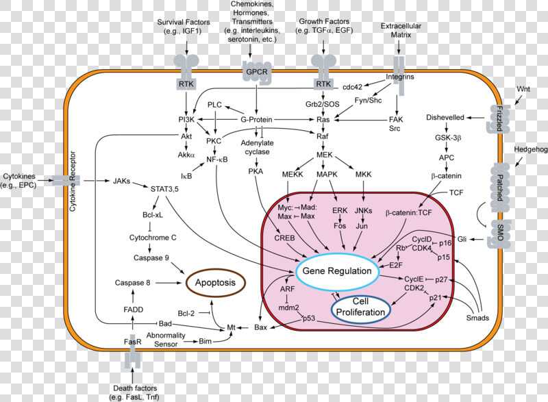 Signal Transduction V1   Overview Of Signal Transduction Pathways Involved In  HD Png DownloadTransparent PNG