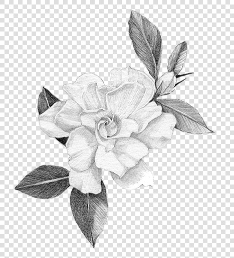 Hand crafted Art Of The Gardenia   Rosa Glauca  HD Png DownloadTransparent PNG