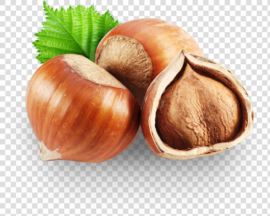 Chestnut  HD Png DownloadTransparent PNG