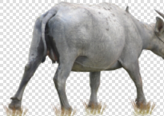 Buffalo Png Transparent Images   Png Kerbau  Png DownloadTransparent PNG