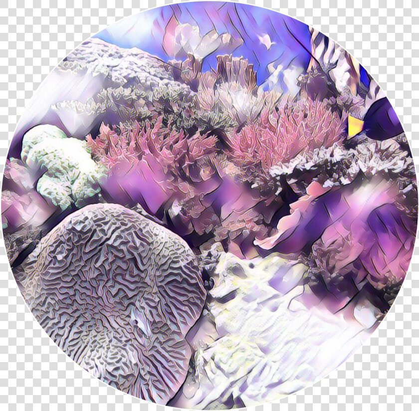  sea  coral   Stony Coral  HD Png DownloadTransparent PNG