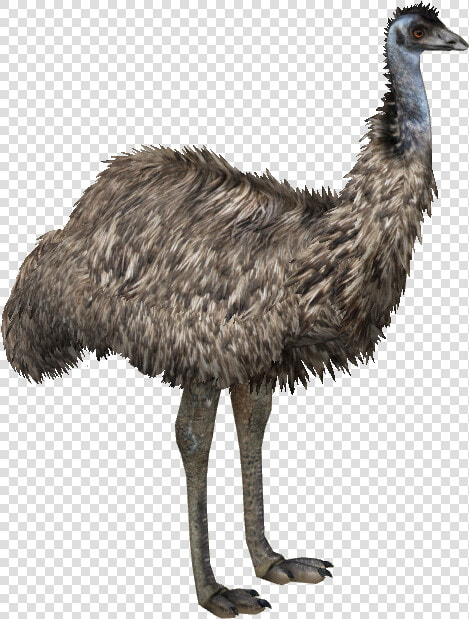 Clip Art Emu Png   Emu Png  Transparent PngTransparent PNG