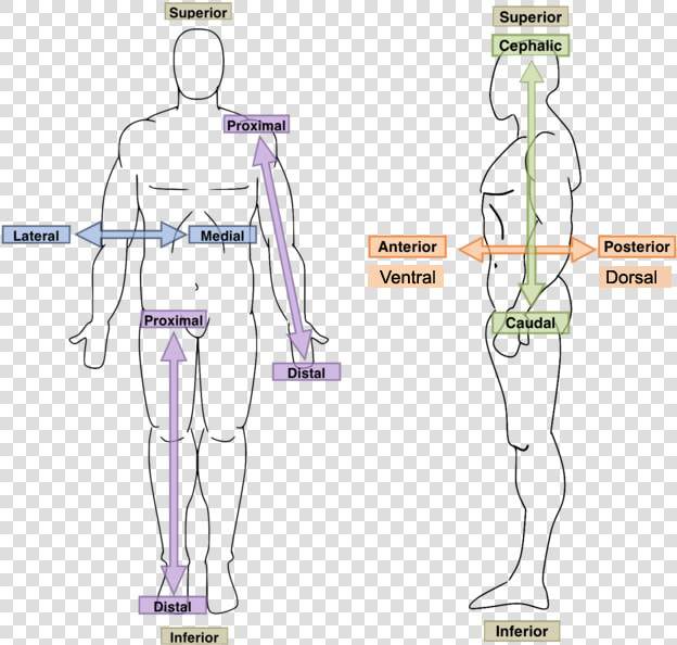 Anatomy Directional Terms  HD Png DownloadTransparent PNG