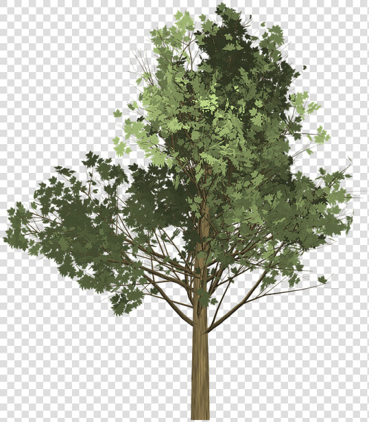 Tree Illustration Png   Drzewo Png  Transparent PngTransparent PNG