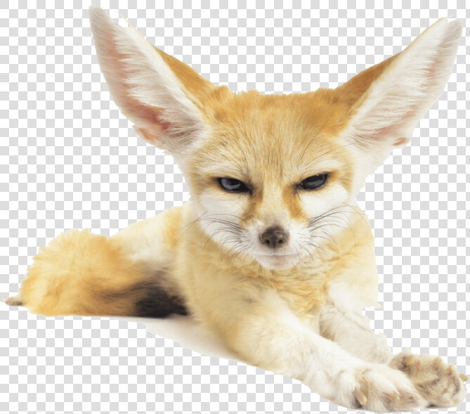 Fennec Fox Png Pic   Fennec Fox Png  Transparent PngTransparent PNG