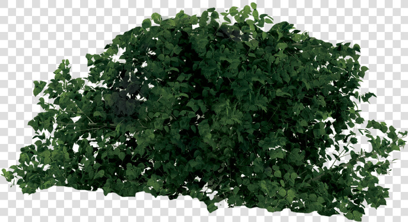 Rainforest Tree   Png Transparent Rainforest Plant  Png DownloadTransparent PNG