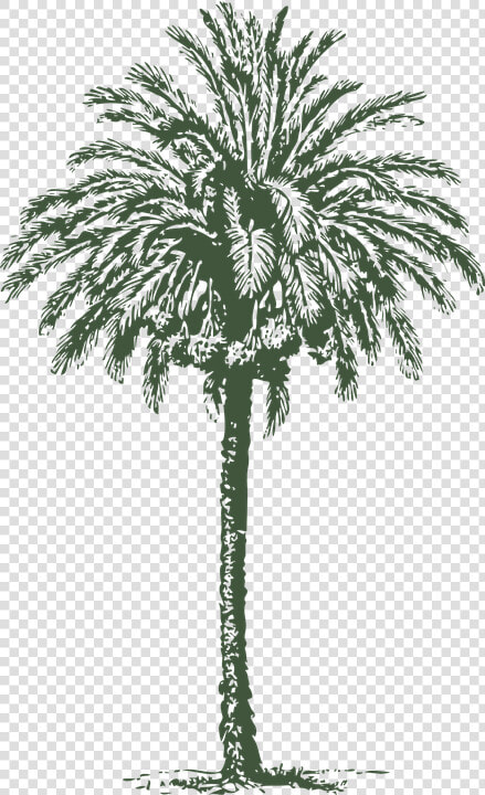 Date  Palm  Tree  Arabian  Date palm  Trunk   Date Palm Tree Diameter  HD Png DownloadTransparent PNG