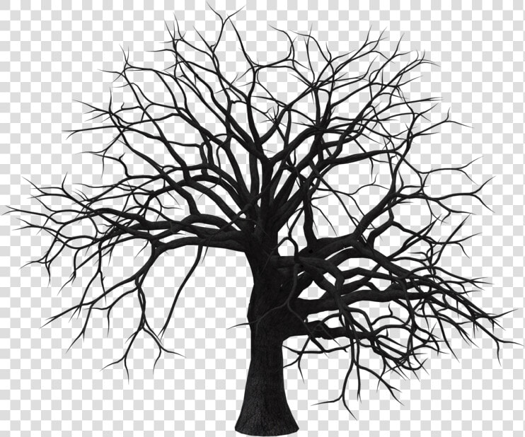 Clipart Leaf Hickory   Vector Dry Tree Png  Transparent PngTransparent PNG