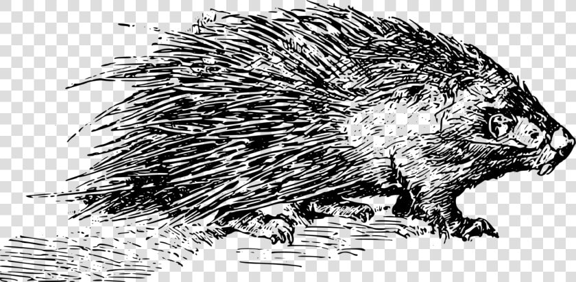 Porcupine Black And White  HD Png DownloadTransparent PNG