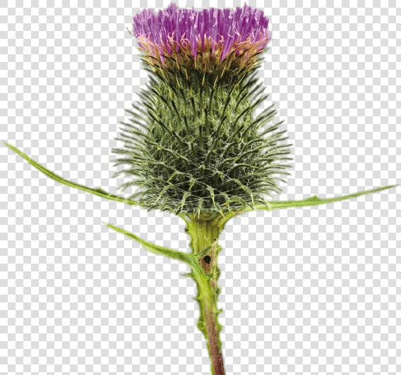 Blossoming Thistle   Transparent Background Spear Thistles Transparent  HD Png DownloadTransparent PNG
