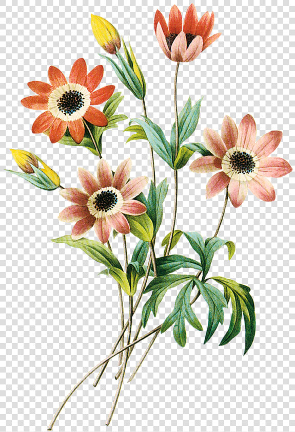Imagens Png Flores   Pencil Drawing Flower Images With Color  Transparent PngTransparent PNG