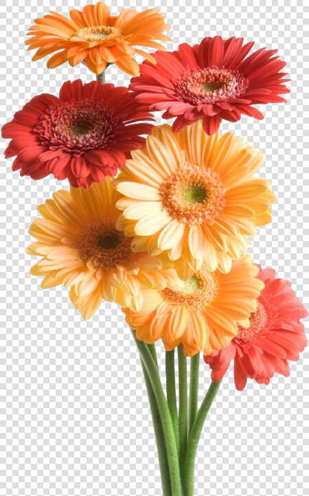 Gerbera Png Transparent Image   Flower Good Night Messages  Png DownloadTransparent PNG