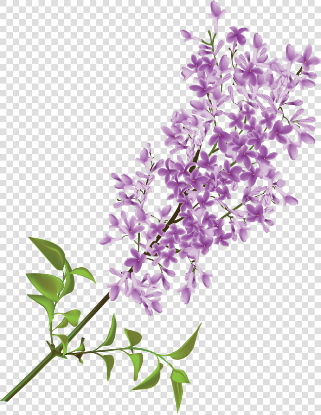 Lilac Png  Transparent PngTransparent PNG