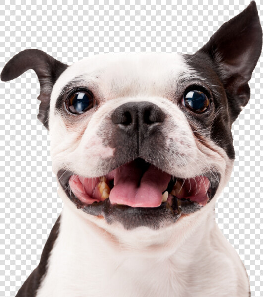 Transparent Happy Dog Clipart   Happy Dog White Background  HD Png DownloadTransparent PNG