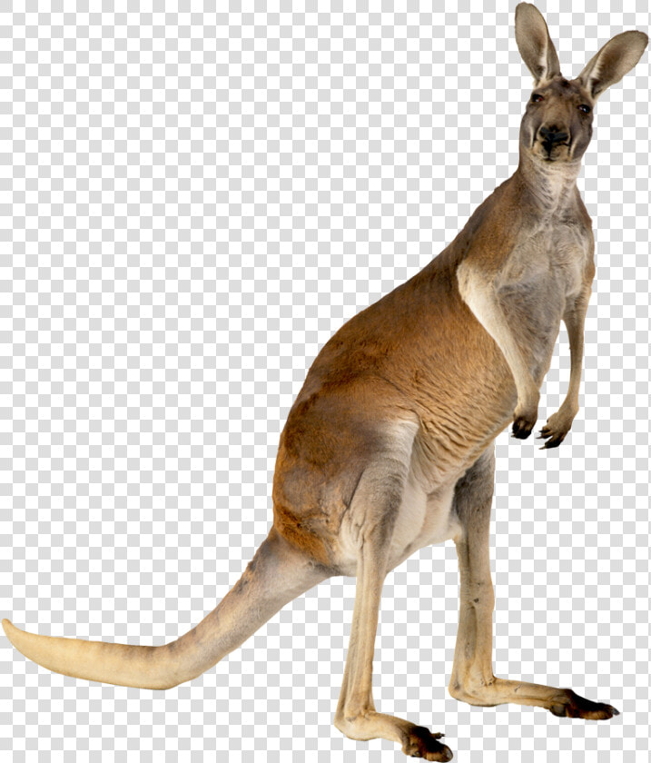 Australia Kangaroo Animal   Kangaroo Png  Transparent PngTransparent PNG