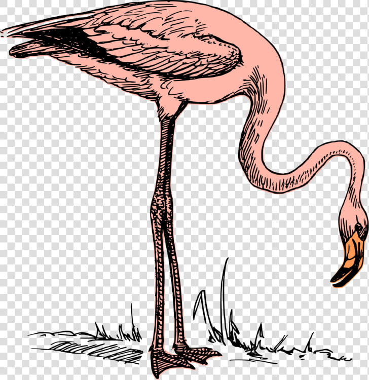 Wildlife flamingo water Bird   Flying Flamingo John Bercow  HD Png DownloadTransparent PNG