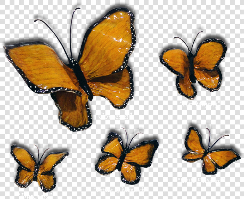 Ron  amp  Sheila Ruiz Monarch Butterfly Exposures International   Brush footed Butterfly  HD Png DownloadTransparent PNG