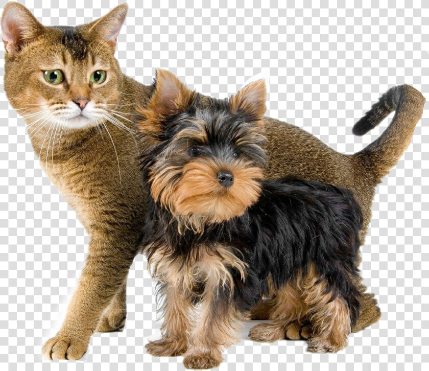  dog  perros  gatos  cat  mascotas   Yorkshire Terrier And Cat  HD Png DownloadTransparent PNG