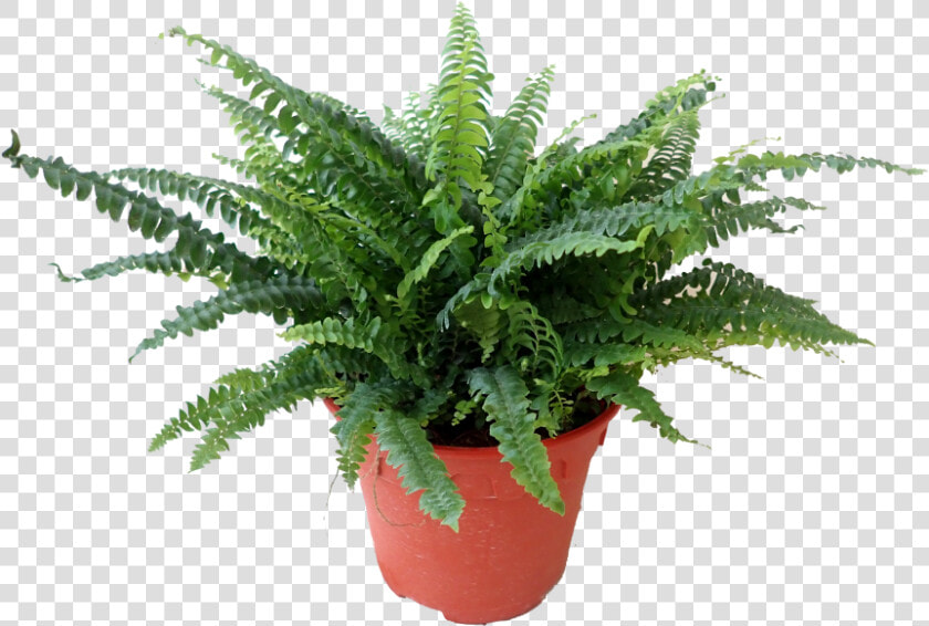 Flowerpot  HD Png DownloadTransparent PNG