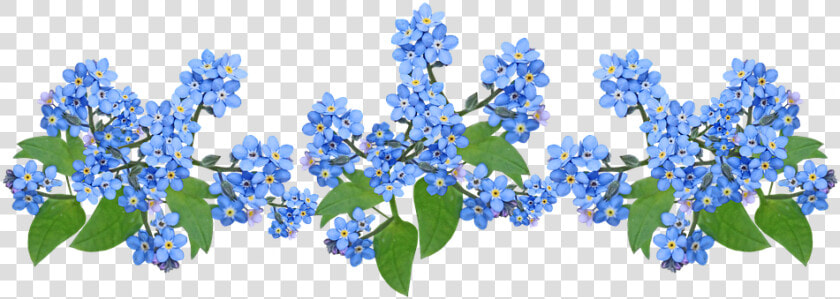 Flor No Me Olvides Png  Transparent PngTransparent PNG