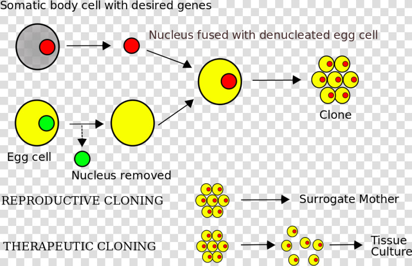 Somatic Cell Nuclear Transfer Steps  HD Png DownloadTransparent PNG