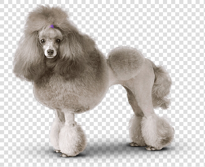 Groomed Poodle   Png Download   Groomed Poodle  Transparent PngTransparent PNG