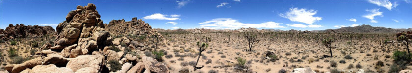 Joshua Tree Png  Transparent PngTransparent PNG